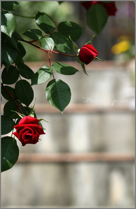 薔薇が咲いた。ばらがさいた♪_f0221514_22105766.jpg