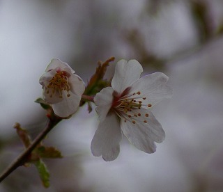 f0170524_17383362.jpg