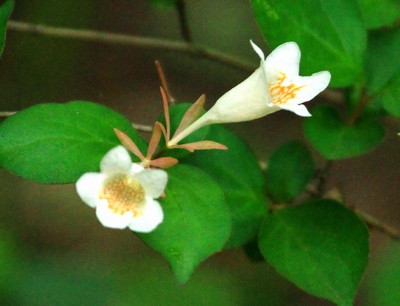 筑波実験植物園　空木の仲間_c0104227_725351.jpg