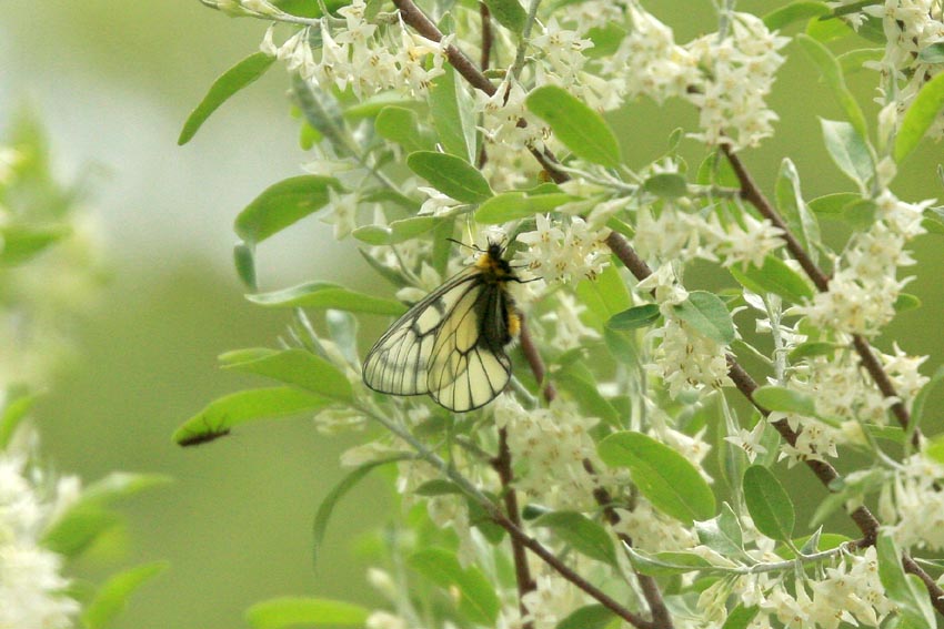 2011年　5月6日　神奈川県北部ウスバシロチョウめぐり_e0214727_2272839.jpg