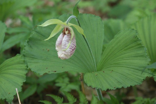 美しくて不思議な花（絶滅危惧種）　☆ クマガイソウ_a0122932_171059.jpg