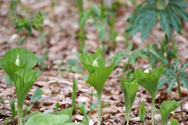 美しくて不思議な花（絶滅危惧種）　☆ クマガイソウ_a0122932_1771713.jpg