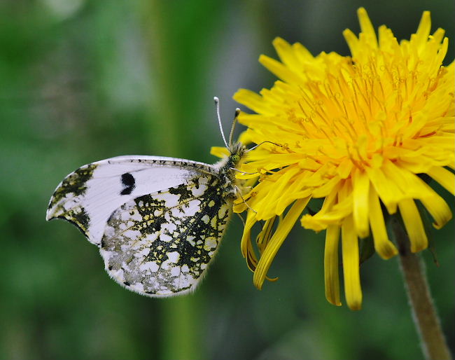 ツマキチョウ交尾　in埼玉県中西部20110508_a0126632_17554643.jpg