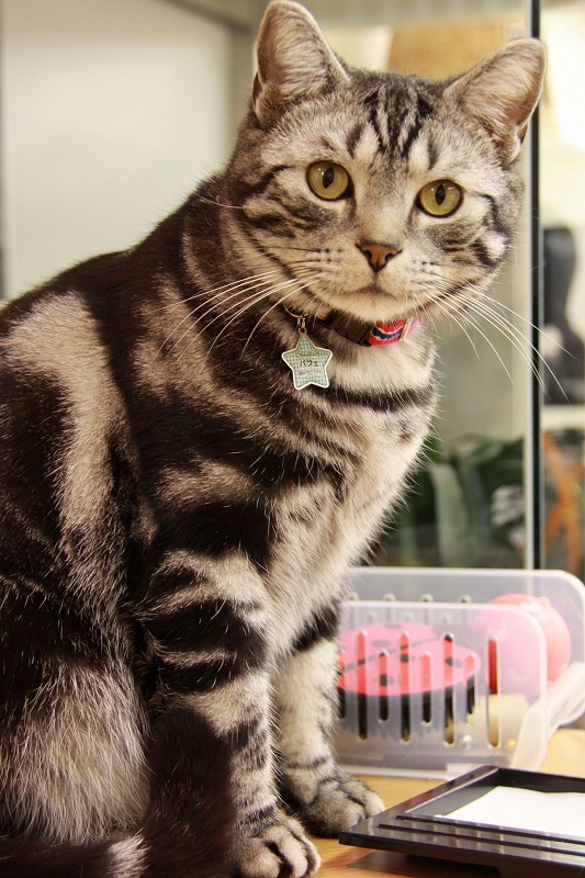 福山市福山 にゃんぱんち 新 間違いだらけの猫カフェ選び 福山市福山 にゃんぱんち 新 間違いだらけの猫カフェ選び