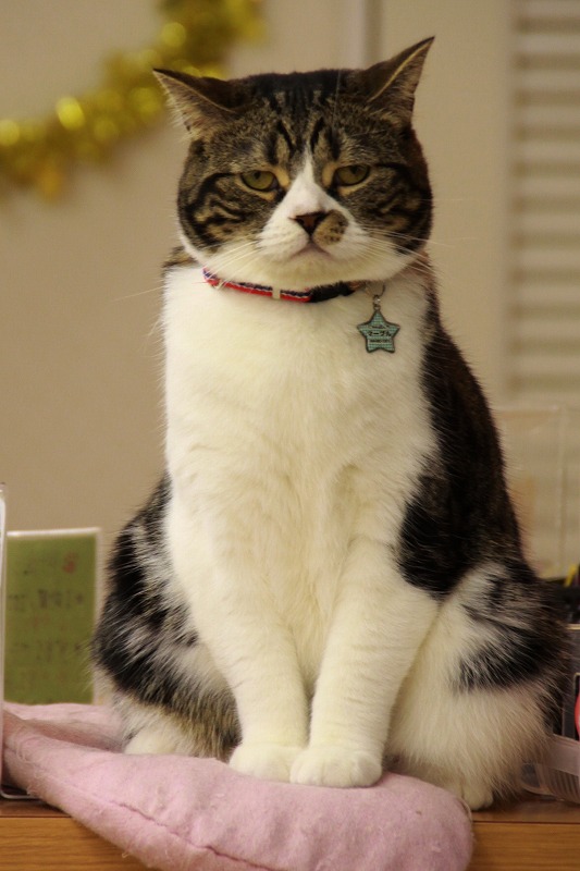 福山市福山 にゃんぱんち 新 間違いだらけの猫カフェ選び 福山市福山 にゃんぱんち 新 間違いだらけの猫カフェ選び