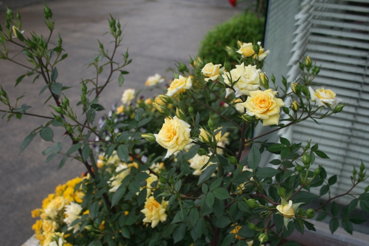 f0042737_10301251.jpg