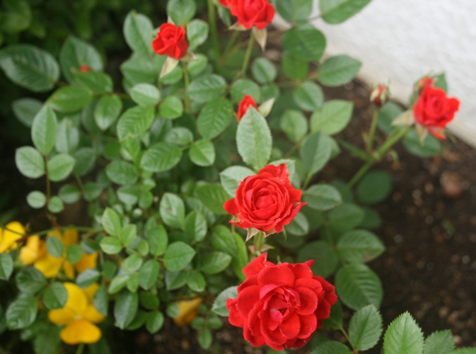 f0042737_10305836.jpg