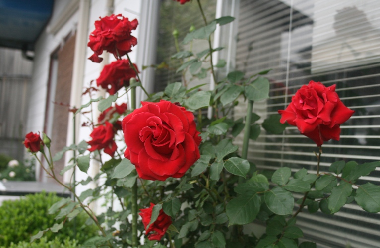 f0042737_10322417.jpg