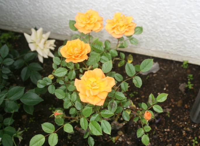 f0042737_10324686.jpg