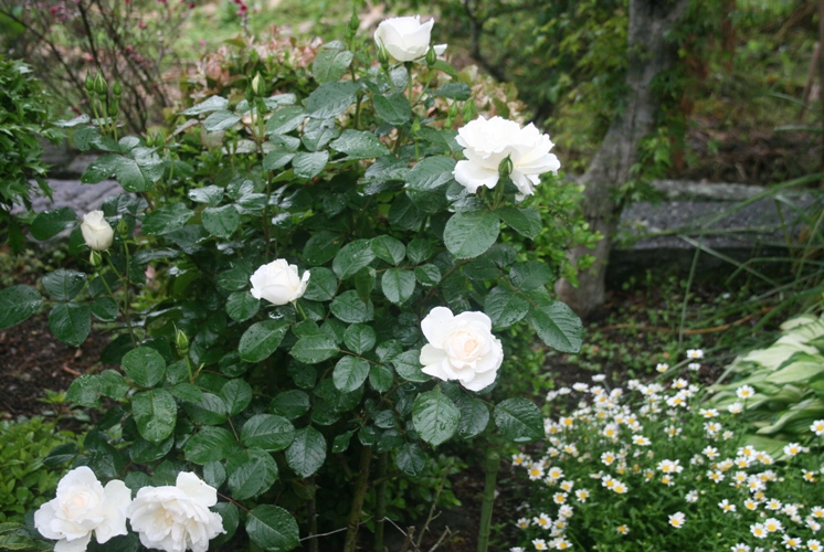 f0042737_10423751.jpg