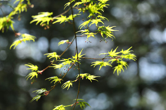 樹木公園にて(Ⅰ)_c0093046_813340.jpg