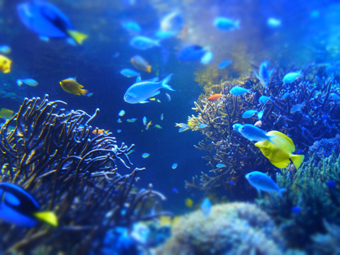 鳥羽旅行1日目~水族館_d0227246_7495632.jpg