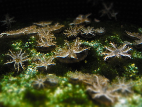 鳥羽旅行1日目~水族館_d0227246_7501565.jpg