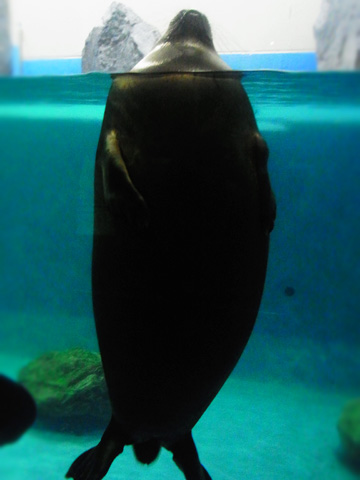 鳥羽旅行1日目~水族館_d0227246_7502270.jpg