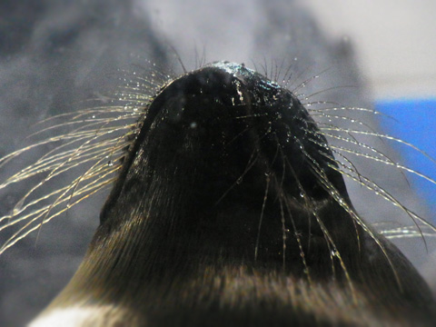 鳥羽旅行1日目~水族館_d0227246_7502647.jpg