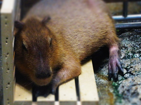 鳥羽旅行1日目~水族館_d0227246_7502935.jpg