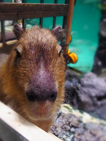 鳥羽旅行1日目~水族館_d0227246_750358.jpg