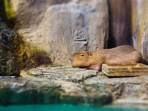 鳥羽旅行1日目~水族館_d0227246_7504886.jpg