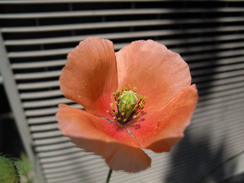 e0034047_1431244.jpg