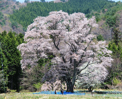 千鳥別尺の桜の魅力とは_d0163550_113960.gif