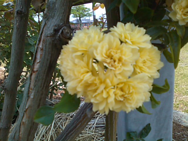 バラ&ポピー♪_b0115751_21175853.jpg