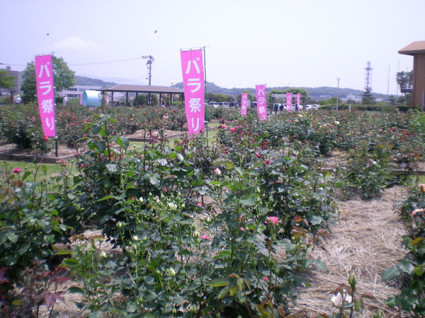 バラ&ポピー♪_b0115751_21221454.jpg