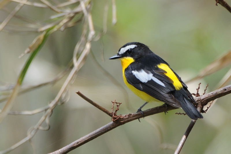 春の渡りの鳥 マミジロキビタキ 湘南ｂｉｒｄｅｒ