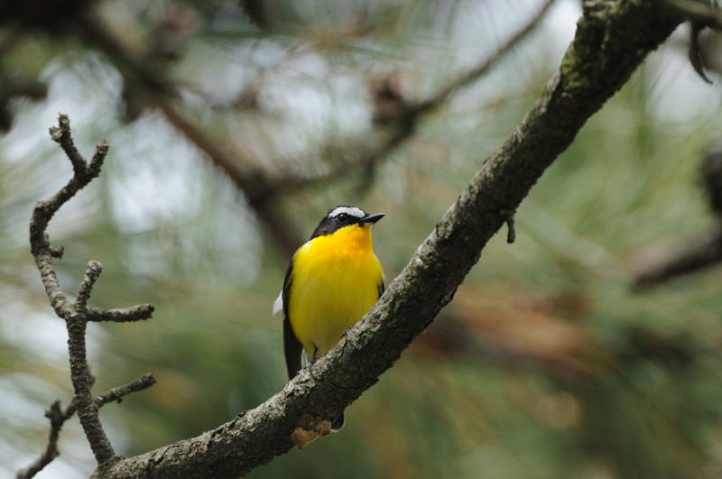 春の渡りの鳥(マミジロキビタキ)_d0099854_19435721.jpg