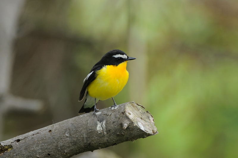 春の渡りの鳥(マミジロキビタキ)_d0099854_19563911.jpg