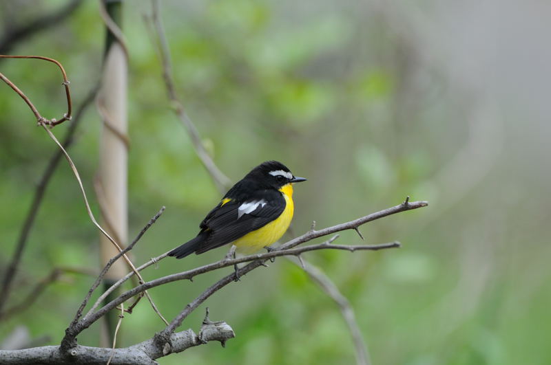 春の渡りの鳥(マミジロキビタキ)_d0099854_1957946.jpg