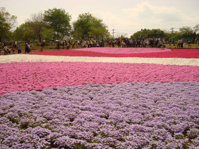 芝桜鑑賞♪_a0124556_22444749.jpg