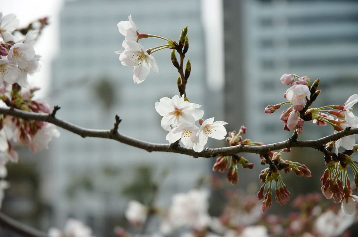 ビル街の桜_b0228461_0293883.jpg