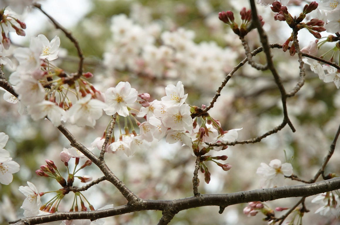 ビル街の桜_b0228461_0294972.jpg