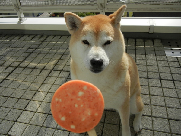 2011年5月8日(日)夏日で忙しかった日!_f0060461_21444617.jpg
