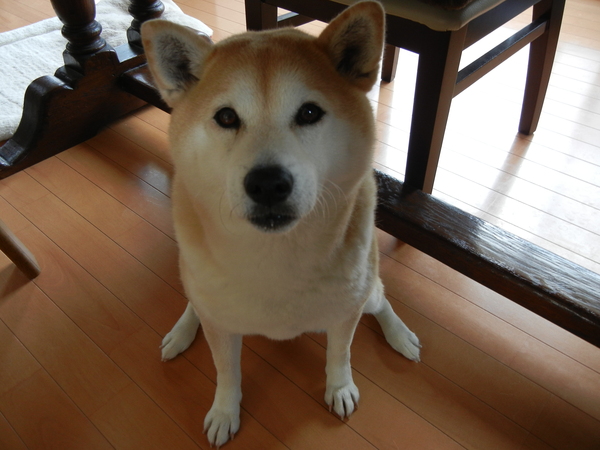 2011年5月8日(日)夏日で忙しかった日!_f0060461_2284679.jpg
