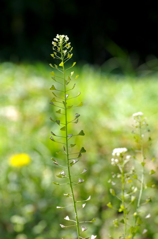 野の花_c0049062_19544733.jpg