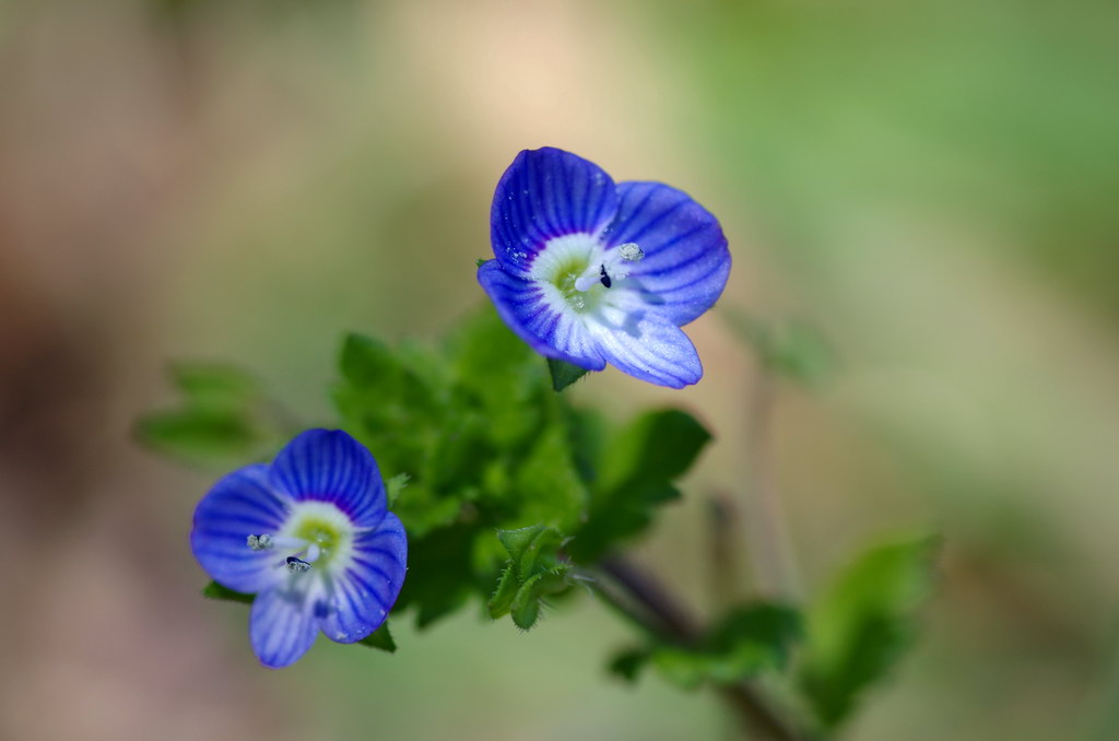 野の花_c0049062_19545544.jpg