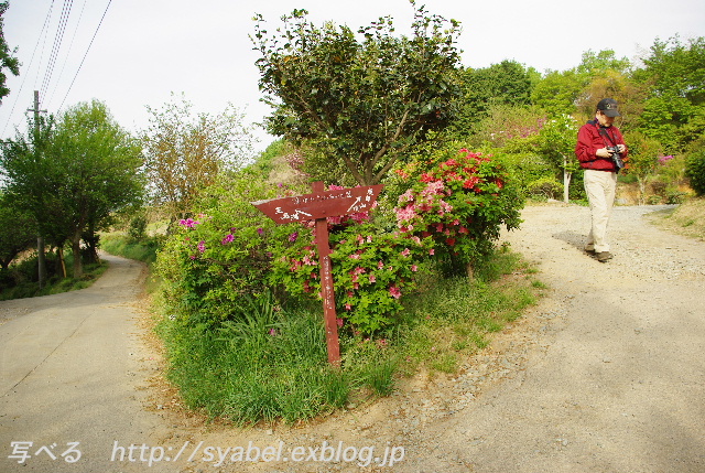 山道小径散歩道 #photo #sanpo _c0153764_923129.jpg