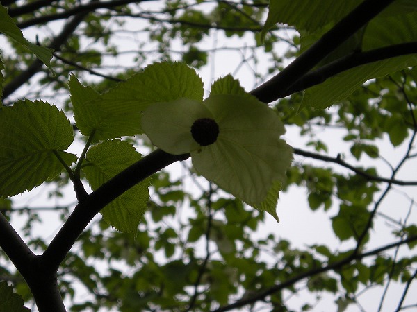 神代植物公園・・・・ハンカチの木_e0003465_15543780.jpg