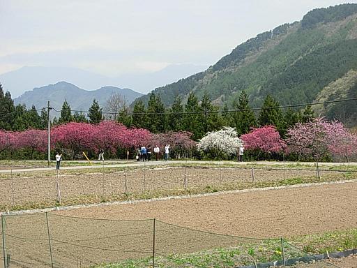 d0048366_833740.jpg