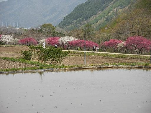 d0048366_836654.jpg