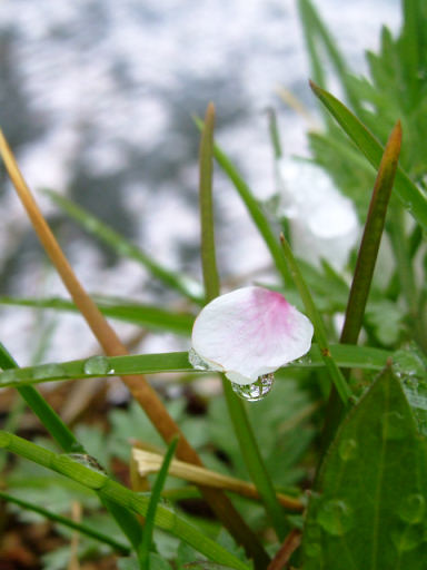 玉水（たまみず）散歩写真_c0191967_1647625.jpg