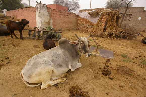 インド滞在記2011　その6： India 2011 Part6_a0186568_1314359.jpg