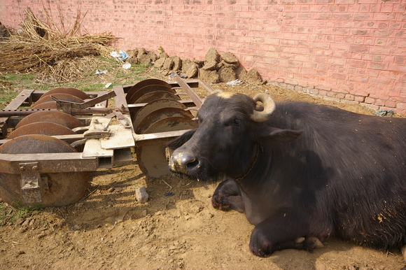 インド滞在記2011 その6: India 2011 Part6_a0186568_1321741.jpg