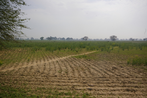 インド滞在記2011 その7: India 2011 Part7_a0186568_21323862.jpg