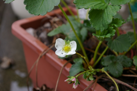 ベランダ菜園　my small kitchen garden on balcony_a0186568_22252442.jpg