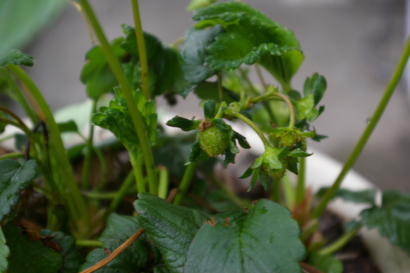 ベランダ菜園　my small kitchen garden on balcony_a0186568_22253454.jpg