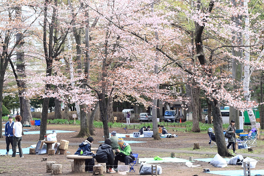 早朝の円山公園で花見散歩を楽しむ_b0103470_1743634.jpg