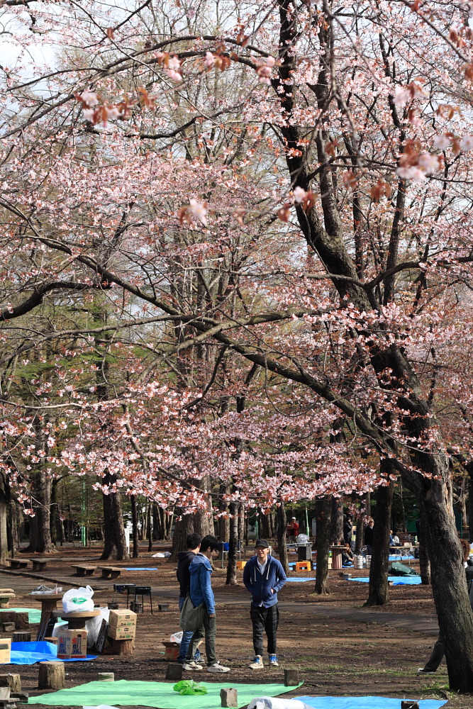 早朝の円山公園で花見散歩を楽しむ_b0103470_1744719.jpg