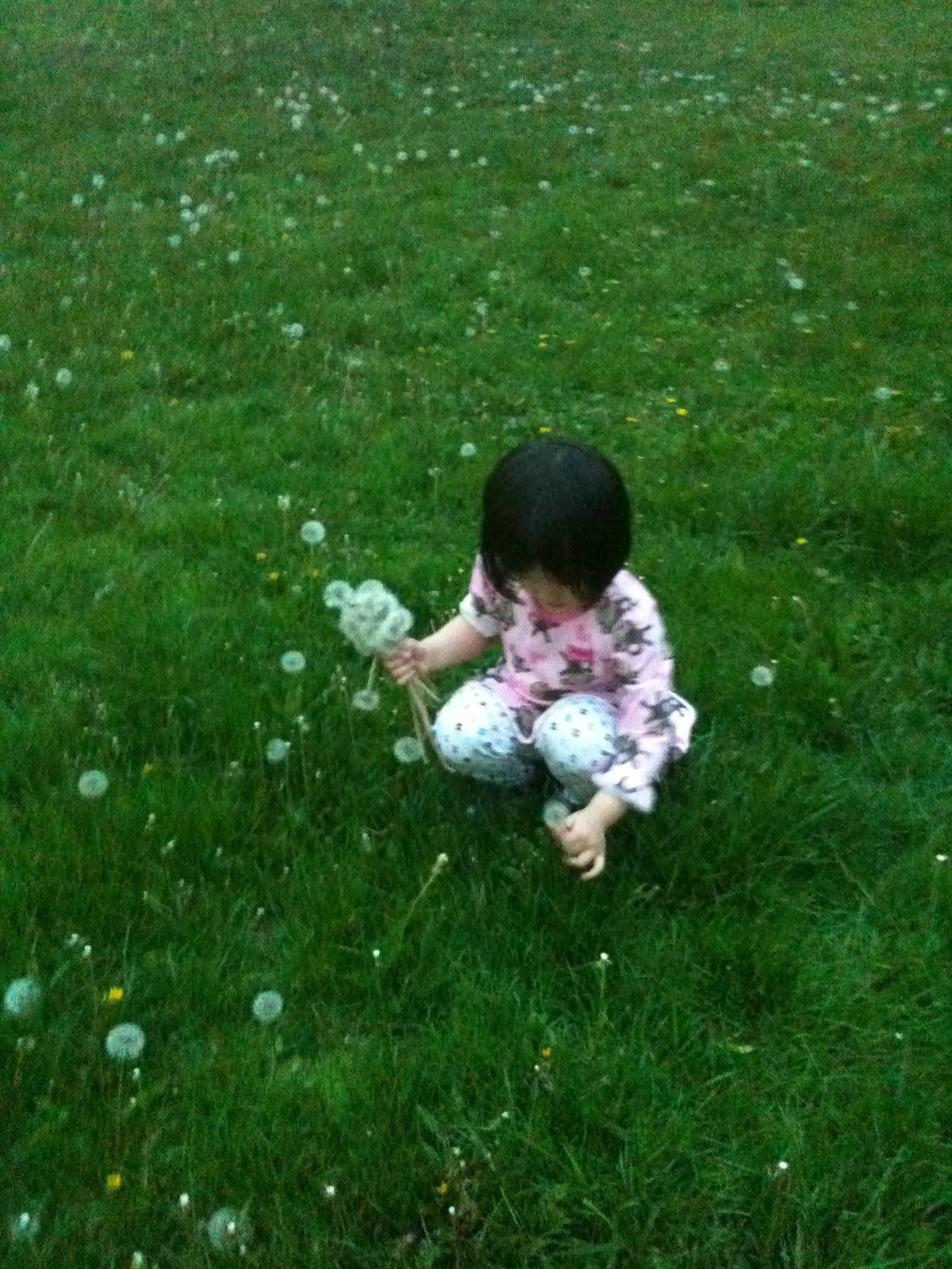 Dandelion puff_f0013271_14444423.jpg